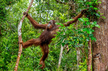 Poster - Bornean orangutan on the tree under rain in the wild nature. Central Bornean orangutan, scientific name: Pongo pygmaeus wurmbii. Natural habitat. Tropical Rainforest of Borneo.