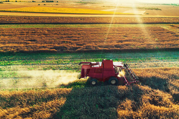 Wall Mural - Combine harvester agriculture machine harvesting golden ripe wheat field