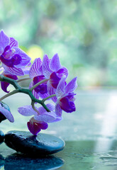 Wall Mural - Pink orchids and black spa stones .Wellness background.