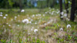 Cotton grass on swamp. Summer, Finland