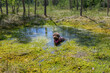 Dog breed: Lagotto Romagnolo portrait. Sitting on swamp.