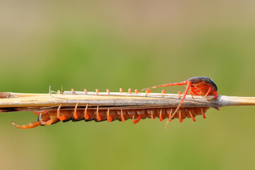 Wall Mural - Closeup beautiful red centipede on the ground