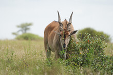 Common Eland Taurotragus Oryx Also Known As Southern Eland Or Eland Antelope In Savannah And Plains East Africa
