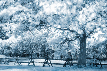 Wall Mural - infrared photos of ontario rural parkland settings with split rail fence, oak trees, clouds and lake