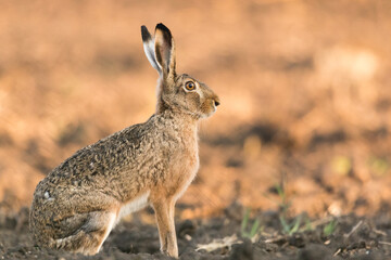 Brown hare portrait