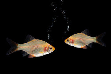 Wall Mural - small barb fish isolated on balck background