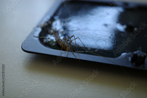 Fotomural Centipede caught and dead on glue trap.