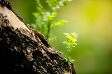 Young tree sapling growing on trunk of tree on blur green background, new life or rebirth concept