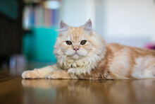 Adorable Cute Ginger Doll Face Persian Cat Lying On The Floor In Home