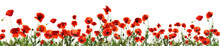 Beautiful Red Poppy Flowers On White Background. Banner Design