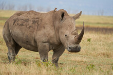 Rhino - Rhinoceros With Bird White Rhinoceros Square-lipped Rhinoceros Ceratotherium Simum 