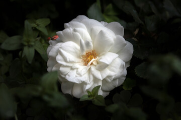 white flower on a dark leaves carpet