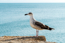 Close Up Of A Young Seagull On A Rock At The Seaside
