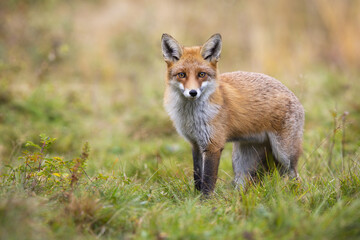 Wall Mural - Gentle red fox, vulpes vulpes, looking into camera in autumn nature. Curious mammal staring in fall with copy space. Animal wildlife from low angle view.