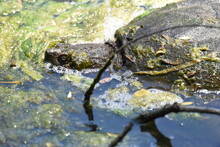 Snapping Turtle In A Marshy Pond