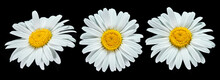 Set Of Daisy Flowers Isolated On Black Background