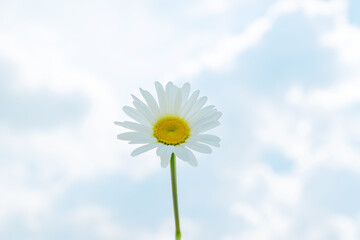 Wall Mural - blooming single camomile daisy against blue sky background