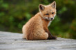 Wild baby red foxes at the beach, June 2020, Nova Scotia, Canada