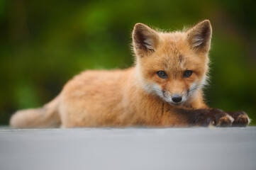 Wall Mural - wild baby red fox at the beach, june 2020, nova scotia, canada
