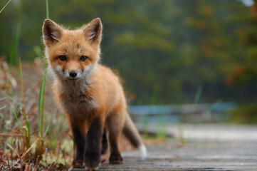 Wall Mural - wild baby red fox at the beach, june 2020, nova scotia, canada