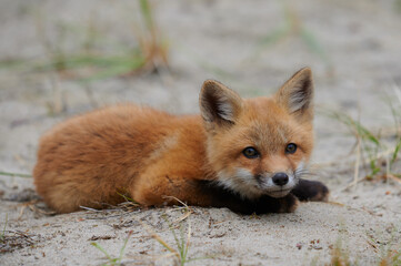 Wall Mural - wild baby red fox at the beach, june 2020, nova scotia, canada