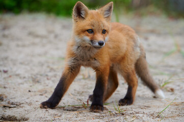 Wall Mural - wild baby red fox at the beach, june 2020, nova scotia, canada