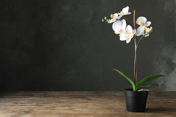 Poster - Artificial orchid plant in flower pot on wooden table. Space for text