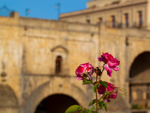 Pink Rose Flowers In The Old Town Of Ronda In Front Of The Puento Nuevo Bridge