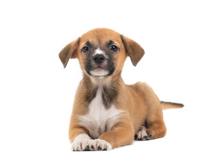 Sticker - The brown puppy lies on a white background.