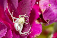 Misumena Vatia Crab White Spider On Purple Flower Petals Cannibalizing Other Spider