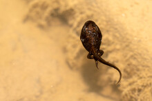 Frog Tadpole In A Swamp