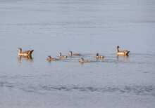 Family Of Egyptian Geese On The Water At Lake Victoria, Uganda. 