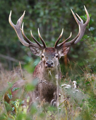 Fototapete - Red Deer Stag close up in natural environment. 