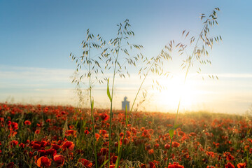 Poppy Field 4