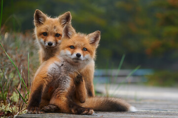 Wild baby red foxes playing at the beach, June 2020, Nova Scotia, Canada