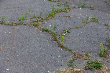 Canvas Print - Very bad paved road. Cracks in the pavement, potholes. Very poor condition of local asphalt road after a low-quality patching