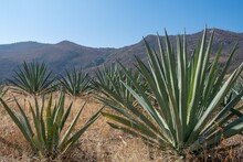 Shot Of High Hills And Giant Aloe Veras Gleaming Under The Blue Sky