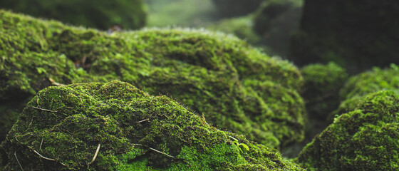 Wall Mural - pattern green moss grown up cover the rough stones and on the floor in the forest. Show with macro view. Rocks full of the moss texture in nature for wallpaper.