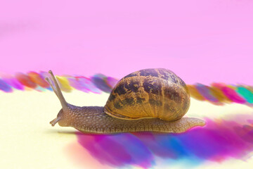 Wall Mural - Snail crawling on a colorful pastel background, pink yellow paper, beautiful macro shot of a wild animal, cute snail with house and hard shadows leaving rainbow trail