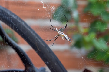 hungry spider eating her lunch
