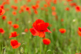 Fototapeta Krajobraz - Field of poppies close up.