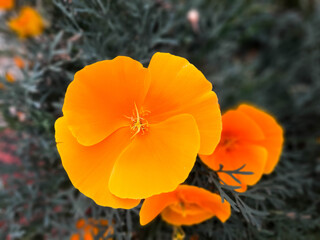 Close-up of a flower (Eschscholzia Californica) in showy cup-shaped, vibrant shades of orange and yellow. Also called 