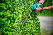 Cut The Hedge With The Hedge Trimmer