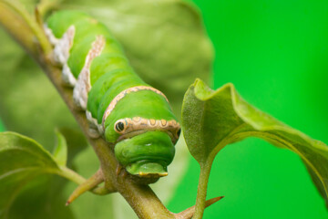 Green female Lime Swallowtail Butterfly (Papilio demoleus malayanus) with transverse band, long oblique bar, two lateral eye spots crawling and walking on the green leaf isolated with the soft green 