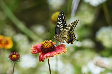 Sticker - A swallowtail butterfly sucking the nectar of a flower.