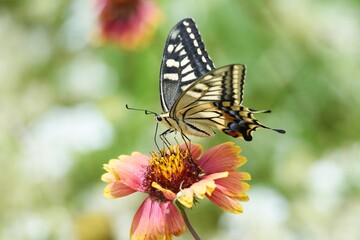 Poster - A swallowtail butterfly sucking the nectar of a flower.