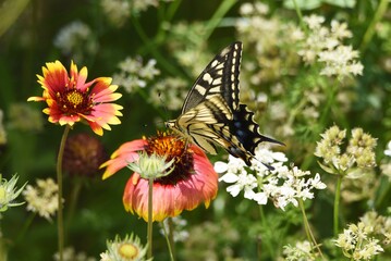 Poster - A swallowtail butterfly sucking the nectar of a flower.