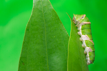 Green female Lime Swallowtail Butterfly (Papilio demoleus malayanus) with transverse band, long oblique bar, two lateral eye spots climbing the green leaf isolated with the soft green background