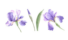 Set Of Purple Iris Flowers Closeup, Watercolor Illustration On White Background