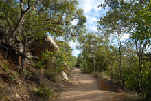 Popular Walking Track Through Open Eucalypt Woodland Leading To Historic WWII Fortifications, Near Horseshoe Bay, Magnetic Island, Queensland, Australia.